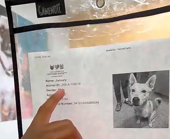 Shelter Dog Keeps Trying To Distract Kid Reading To Him With Kisses