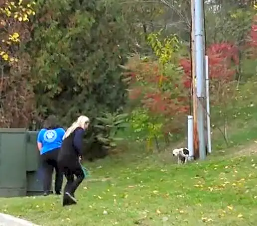 Shelter Staff Find Dog Chained To A Pole — Then Discover He's Too Weak To Walk