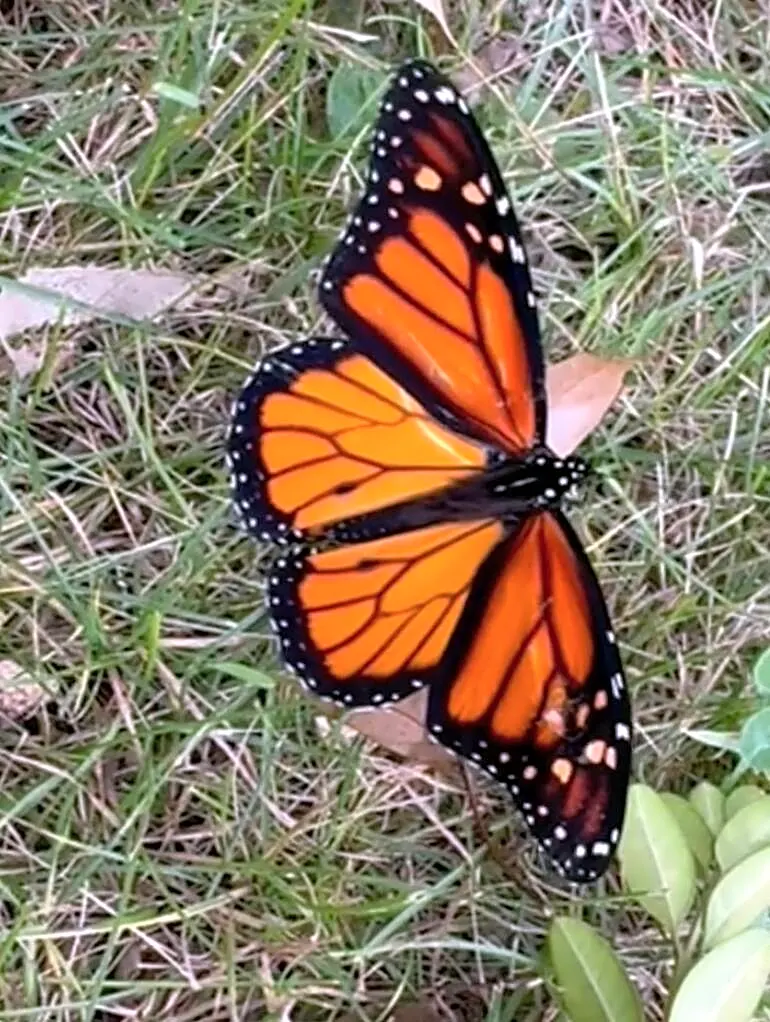 Artist Spots Butterfly Who Can’t Fly — And Reaches For Art Supplies To Fix His Wing