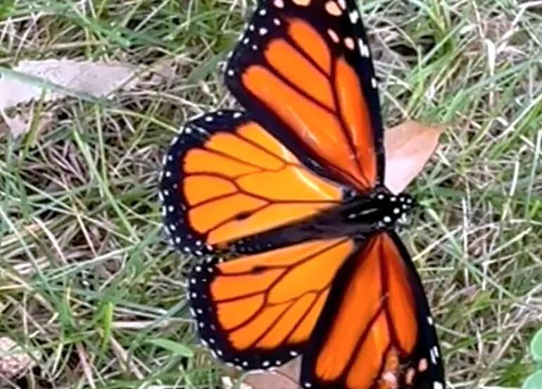 Artist Spots Butterfly Who Can’t Fly — And Reaches For Art Supplies To Fix His Wing
