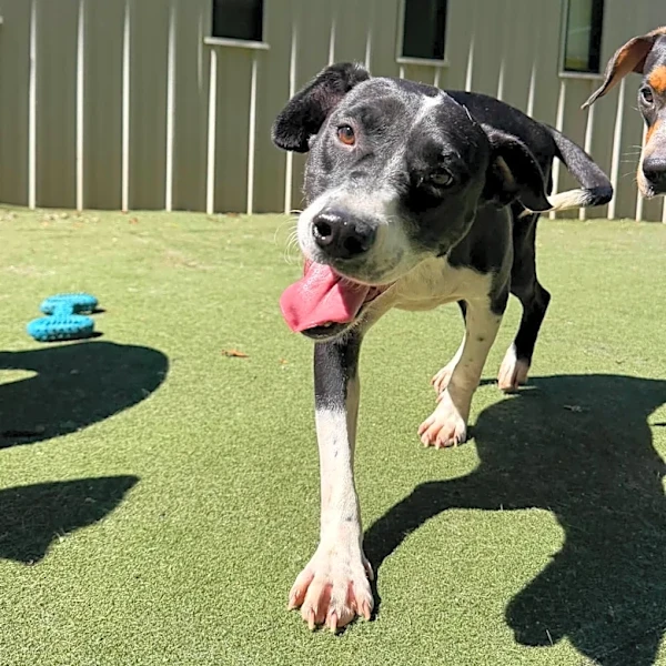 Virginia Bride Cancels $2,000 Wedding Dress Order To Help A Shelter Dog Get Surgery