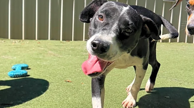 Virginia Bride Cancels $2,000 Wedding Dress Order To Help A Shelter Dog Get Surgery