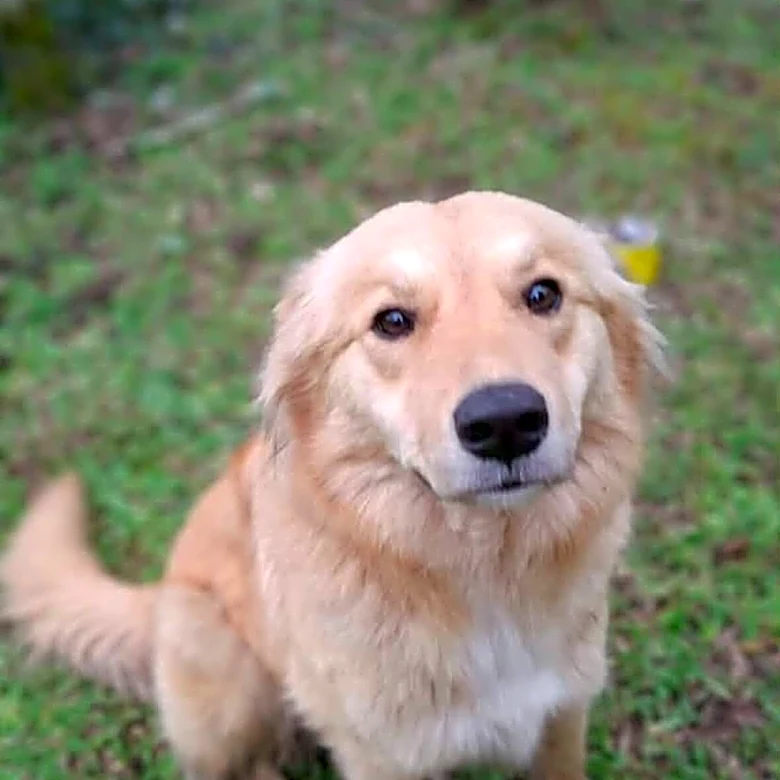 Mystery Dog Crashes Proposal Video, Then Lands An Invite To Their Wedding