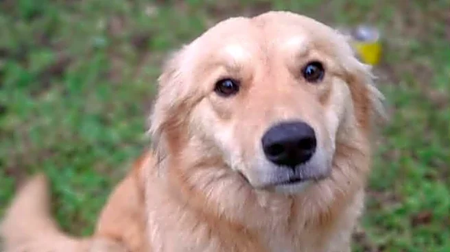 Mystery Dog Crashes Proposal Video, Then Lands An Invite To Their Wedding