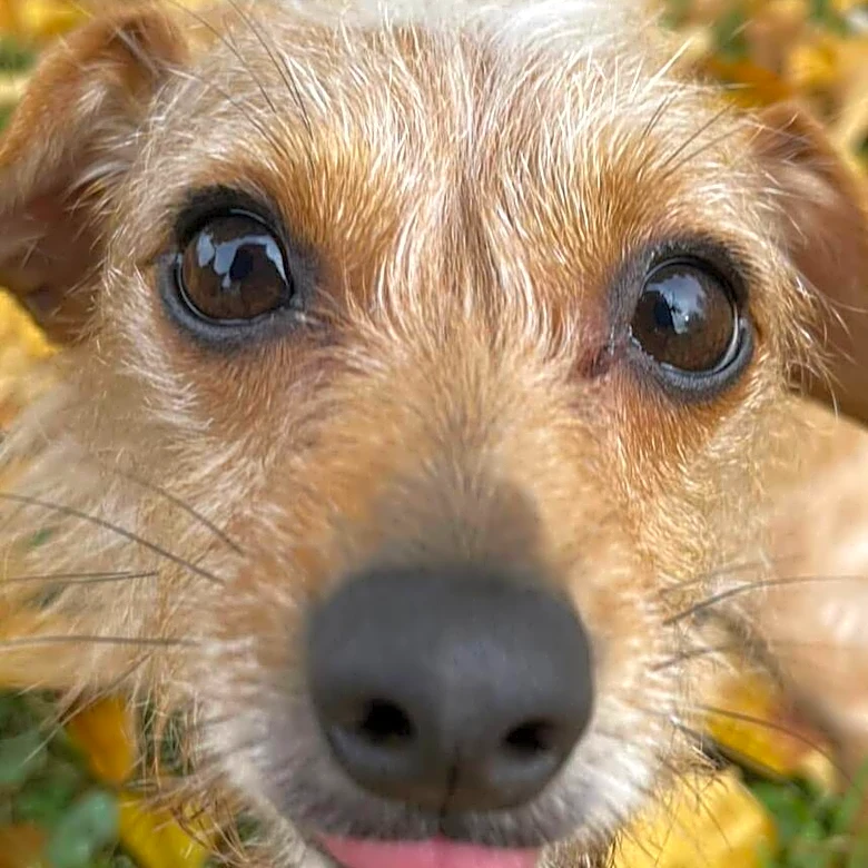 Ohio Vet Discovers Dog’s 'Inoperable Tumor' Is Actually A Whole Potato
