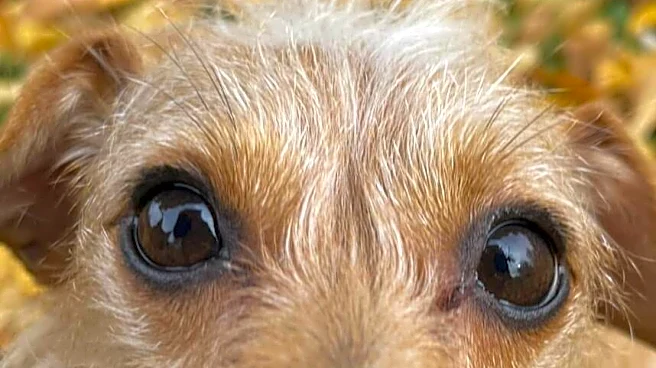 Ohio Vet Discovers Dog’s 'Inoperable Tumor' Is Actually A Whole Potato