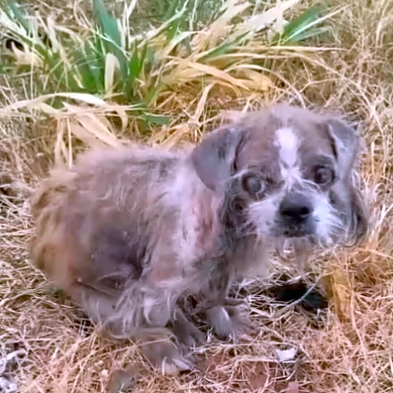 Frail Dog Surrounded By Vultures Has No Idea Her Life Is About To Change