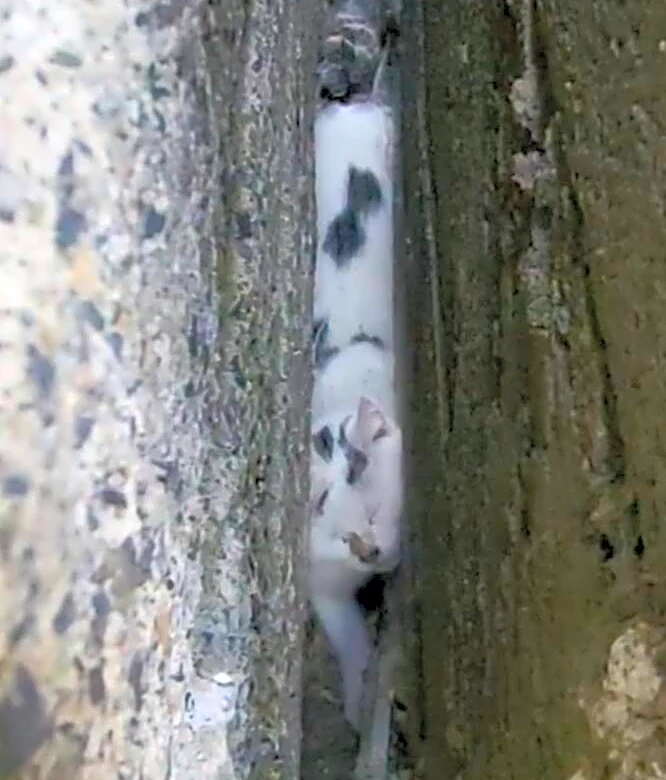 Rescuers Follow Tiny Cries To An Animal Trapped Between Stone Walls