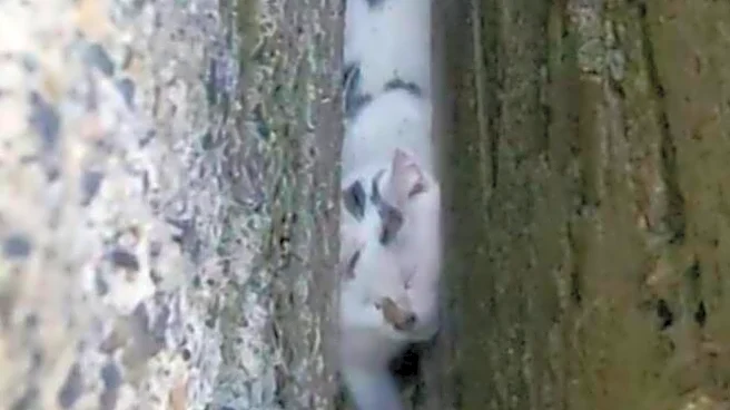Rescuers Follow Tiny Cries To An Animal Trapped Between Stone Walls