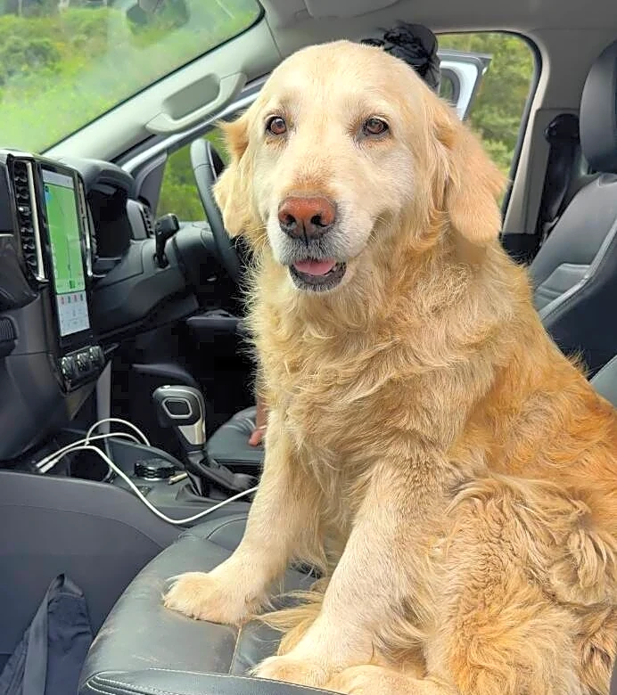 Guy On Road Trip Sees An Old Golden Retriever On Highway And Drops Everything To Save Her