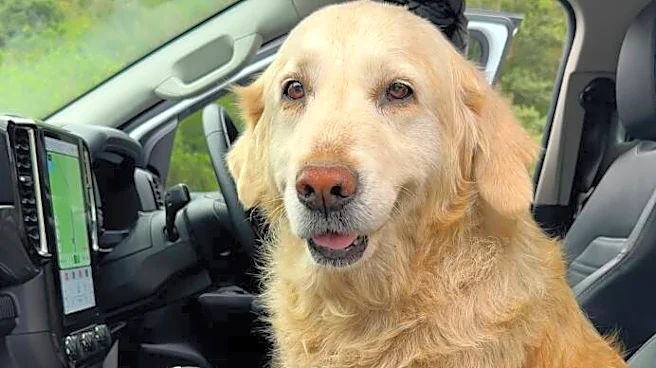 Guy On Road Trip Sees An Old Golden Retriever On Highway And Drops Everything To Save Her