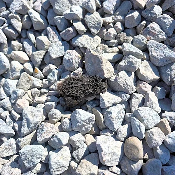 Surveyor Worker Spots A Sand-Covered Fluff Ball — Then Realizes He’s Breathing