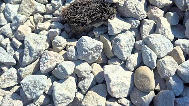 Surveyor Worker Spots A Sand-Covered Fluff Ball — Then Realizes He’s Breathing