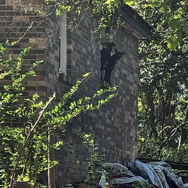 Faces Peeking Out Of Dilapidated Home Lead Rescuers To 34 Dogs Who Need Them