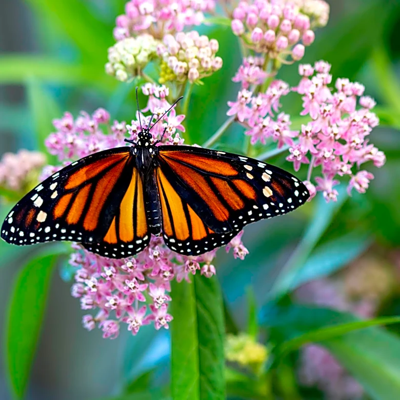Family Keeps Finding Monarch Chrysalises In The Most Unexpected Spots