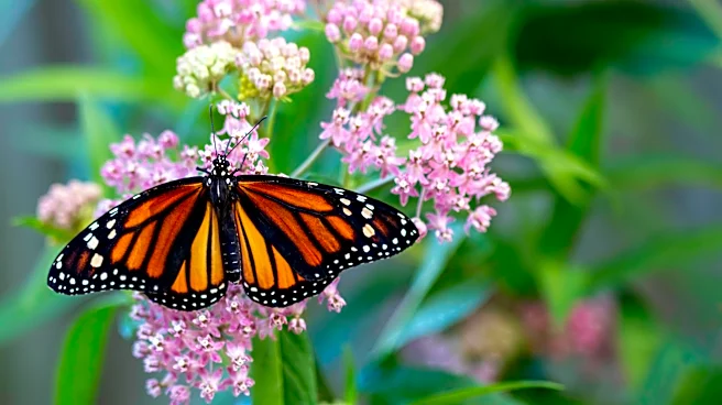 Family Keeps Finding Monarch Chrysalises In The Most Unexpected Spots