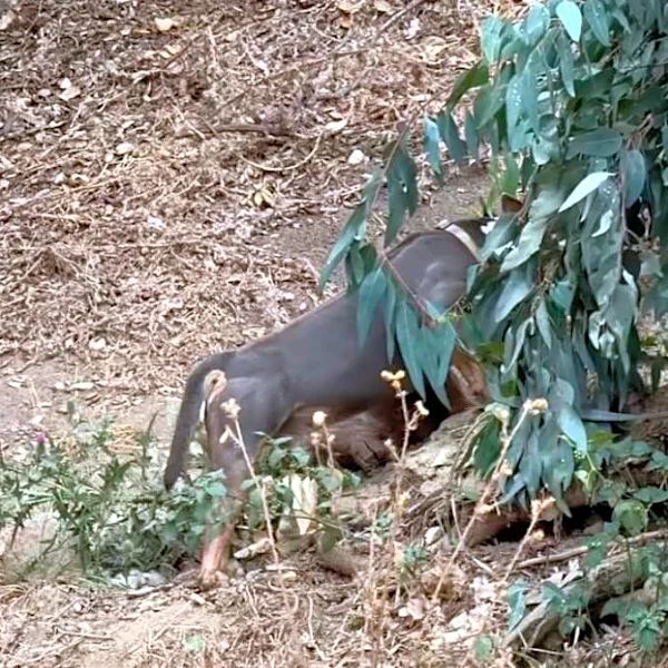 Highway Driver Sees Dog All Alone On Embankment — Then Realizes He Can't Move