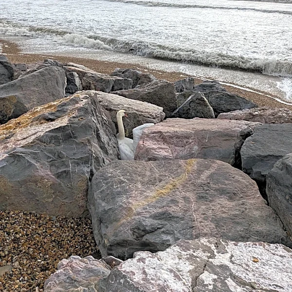 Beachgoer Spots Gorgeous Bird Trapped Between Rocks And Immediately Calls For Help