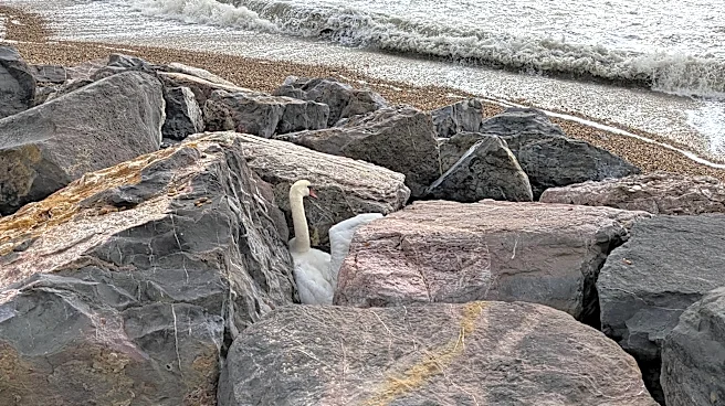 Beachgoer Spots Gorgeous Bird Trapped Between Rocks And Immediately Calls For Help