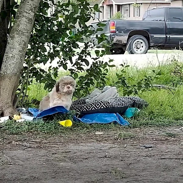 Dog Dumped At Park With All His Things Lights Up When He Realizes He’s Finally Safe