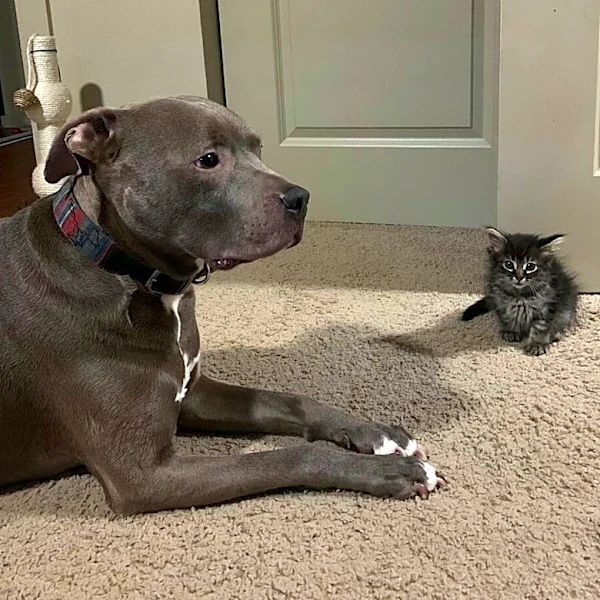 Grieving Cat Stares At Ofrenda Every Day, Waiting For Her Best Friend To Return