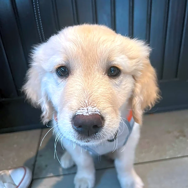 Golden Retriever Reunites With His Mom In The Hospital And Can’t Stop Giving Kisses