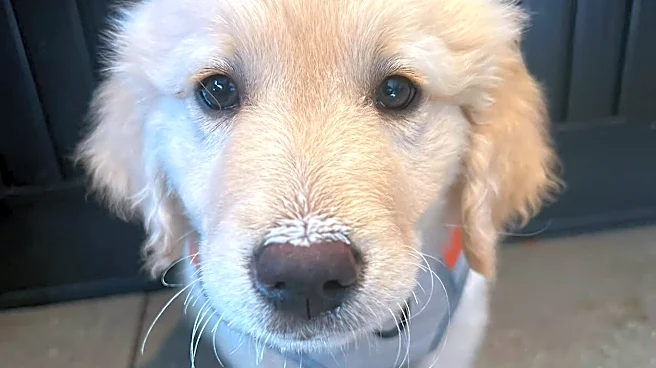 Golden Retriever Reunites With His Mom In The Hospital And Can’t Stop Giving Kisses