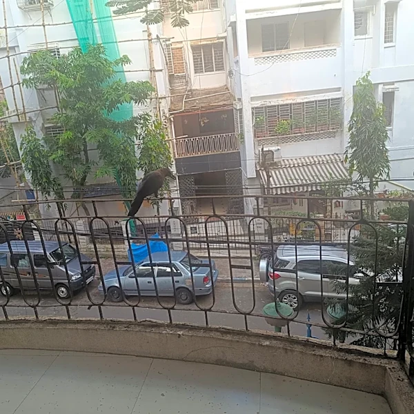 Woman Shares Her Breakfast With Crows — Then They Surprise Her By Returning The Favor
