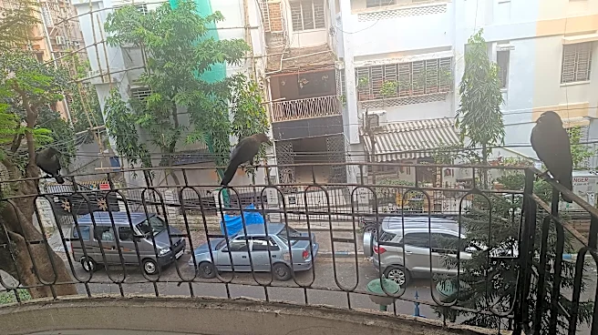 Woman Shares Her Breakfast With Crows — Then They Surprise Her By Returning The Favor