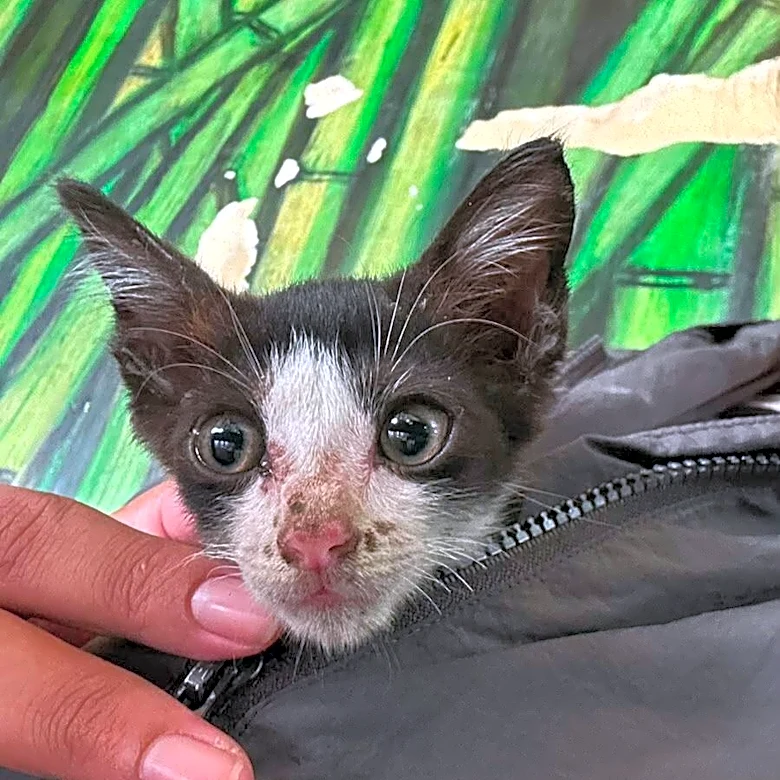 Timid Foster Cat Wraps His Paws Around Stranger's Arms — And Lands A Forever Home