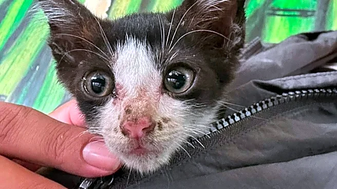 Timid Foster Cat Wraps His Paws Around Stranger's Arms — And Lands A Forever Home
