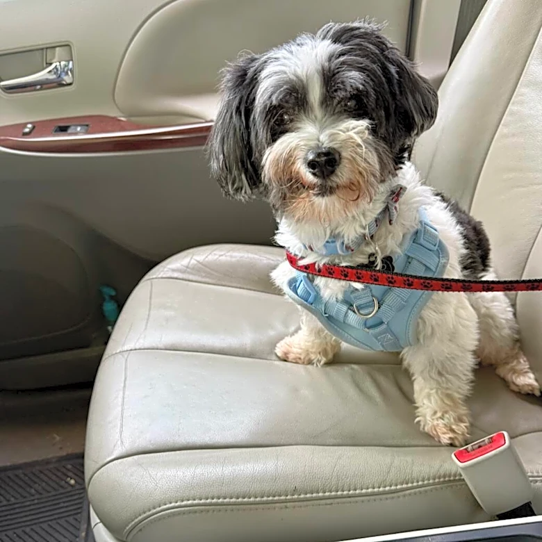 Deaf Dog Starts Coming To Preschool Every Day And Becomes The Class Pet
