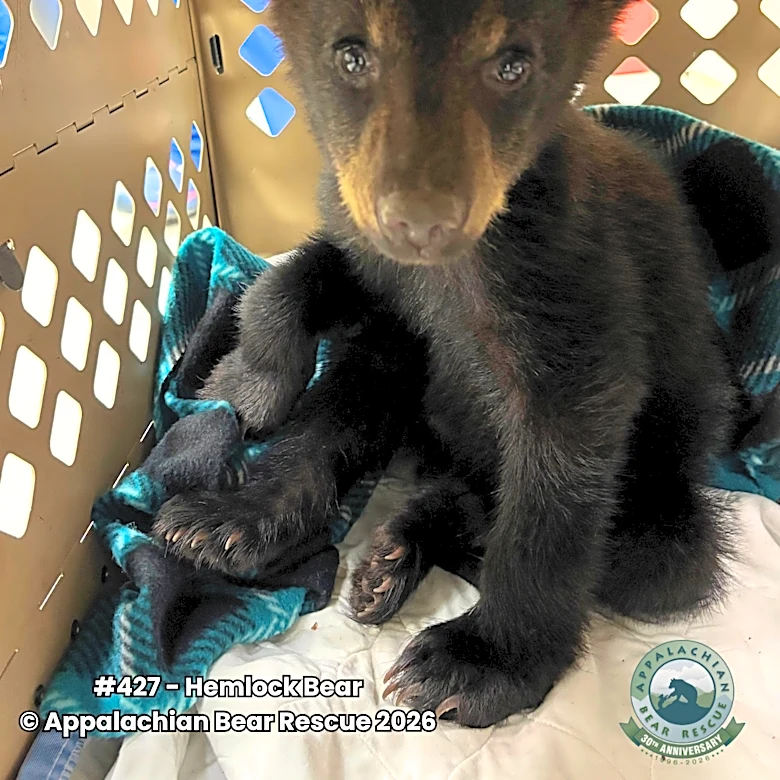 Appalachian Bear Rescue welcomes first bear cub after 18-month pause