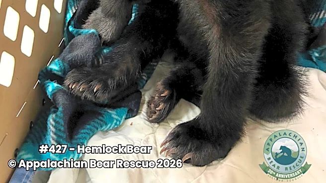 Appalachian Bear Rescue welcomes first bear cub after 18-month pause