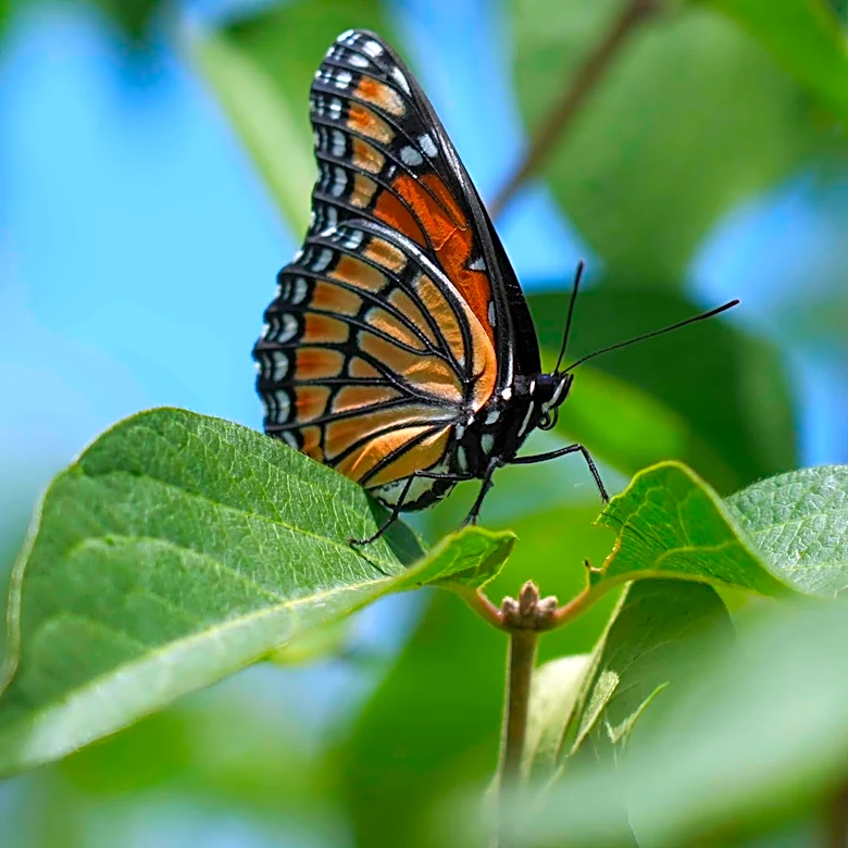 Want to socialize with butterflies? Here's your chance | Ask Knoxpedia