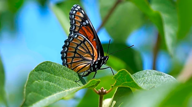 Want to socialize with butterflies? Here's your chance | Ask Knoxpedia