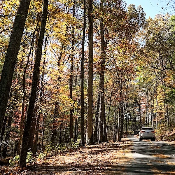 When to plan a trip to see best fall colors in Great Smoky Mountains