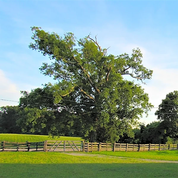 Own rural land in Knox County? This option could protect it amid rezoning