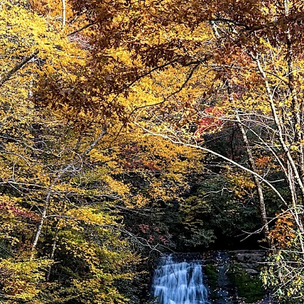 Peak fall color in Great Smoky Mountains overlaps with busiest days