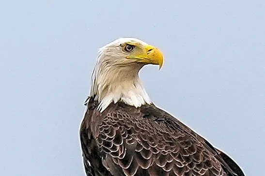 Dollywood says goodbye to bald eagles after damage to park sanctuary