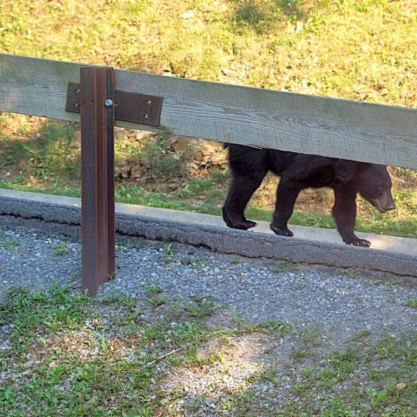 More bears, more tourists: The challenge of sharing the Smokies