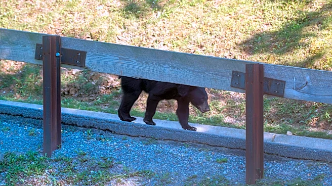 More bears, more tourists: The challenge of sharing the Smokies