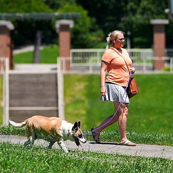 Knoxville limits residents to four cats or dogs? What the ordinance says
