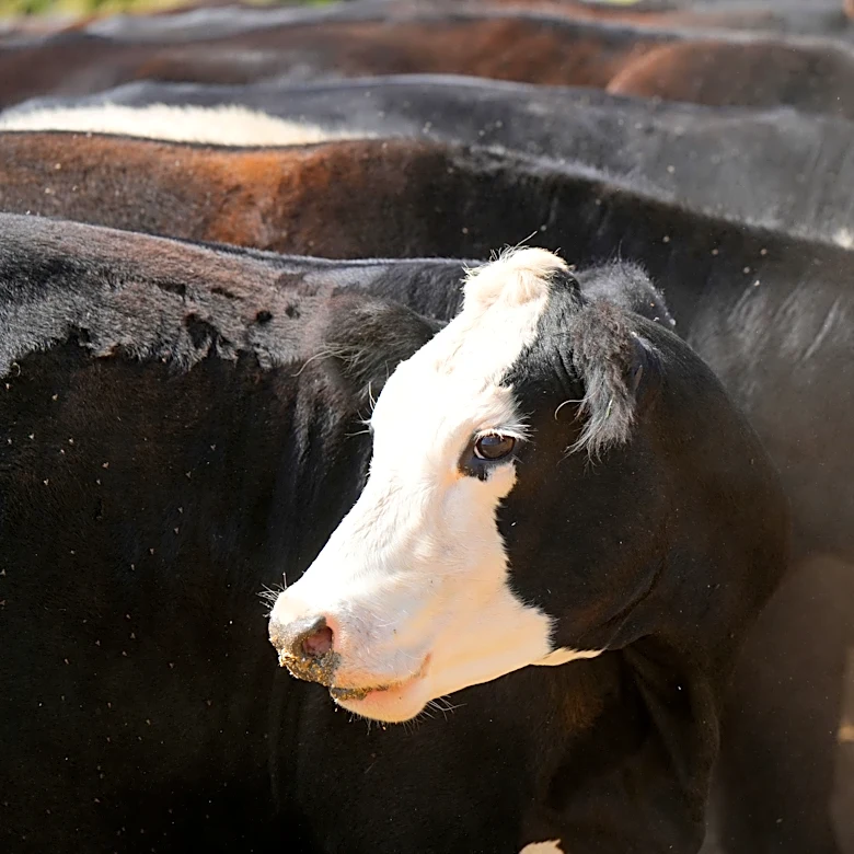 Want local beef? Here are 10 East Tennessee farms selling it amid Trump's import push