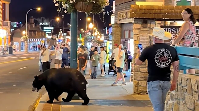 Watch this unbothered black bear stroll through downtown Gatlinburg