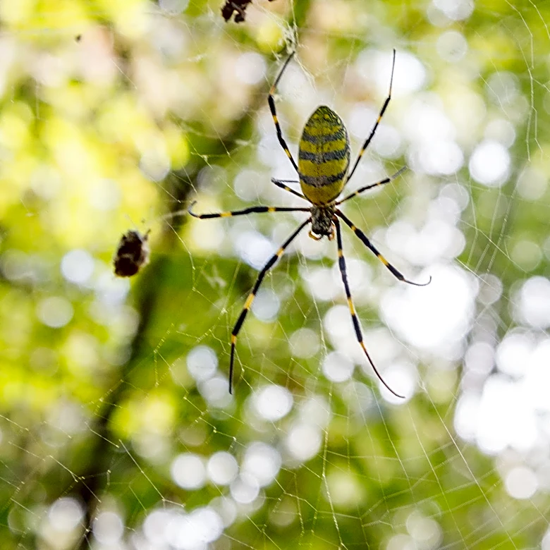 Joro spiders aren't just in the Smoky mountains. They're in Knoxville too