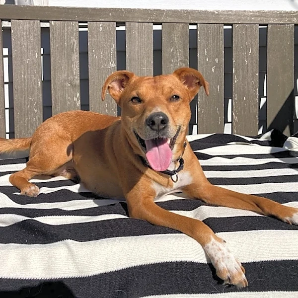 Vote for your favorite cutie for the first Knox News Pet of the Week