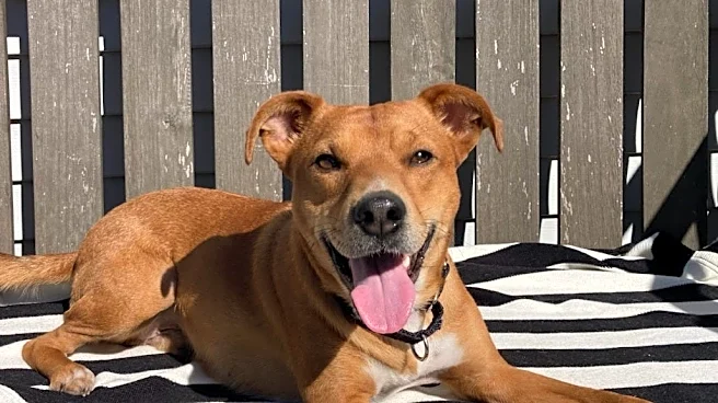 Vote for your favorite cutie for the first Knox News Pet of the Week