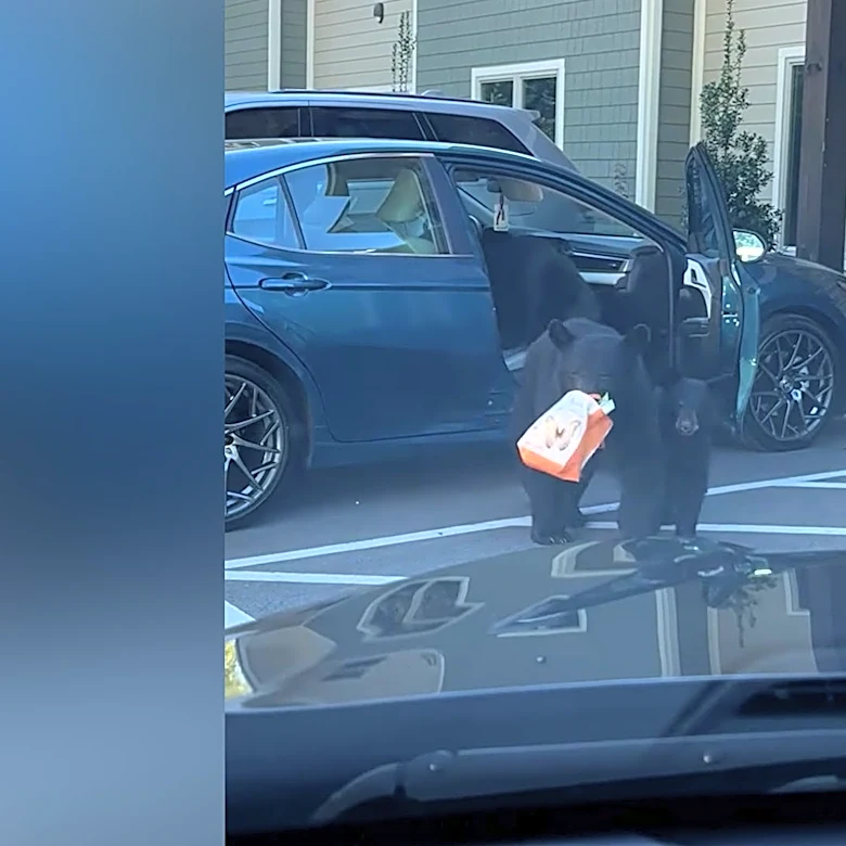 An entire bear family climbed into a car for snacks! See the wild video