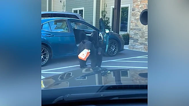 An entire bear family climbed into a car for snacks! See the wild video